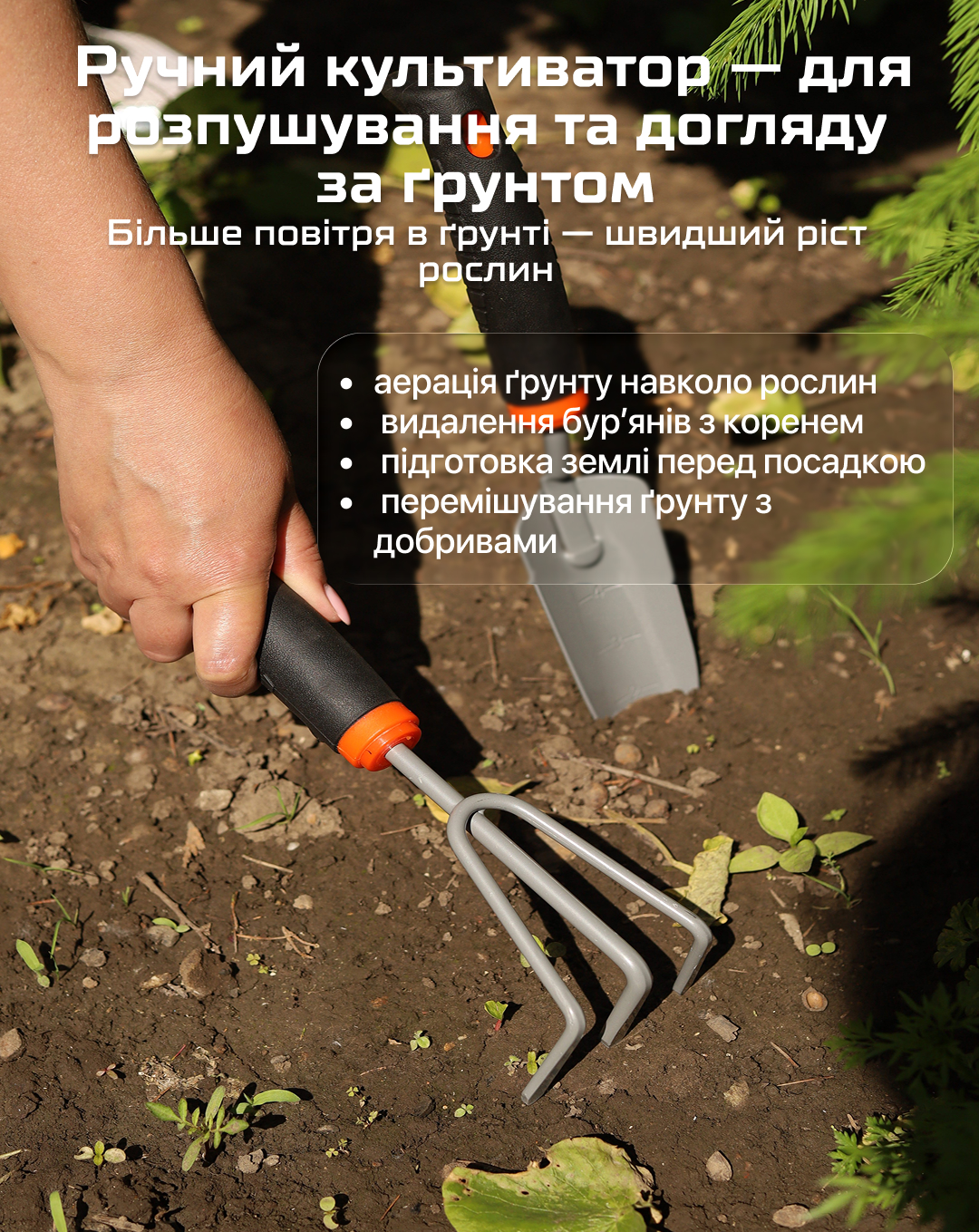 ���� ������� �����������, 3 �������� (�����) Alloid