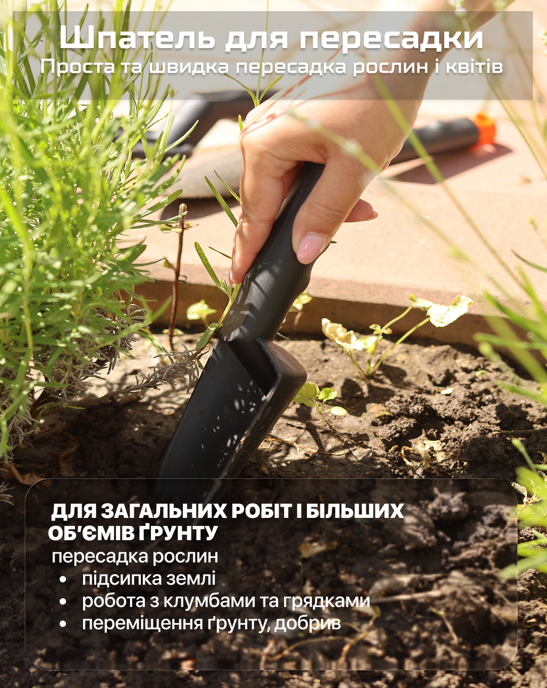 ���� ������� �����������, 3 �������� (�������) Alloid